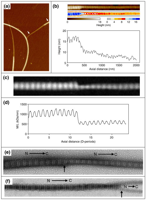 Fig. 3