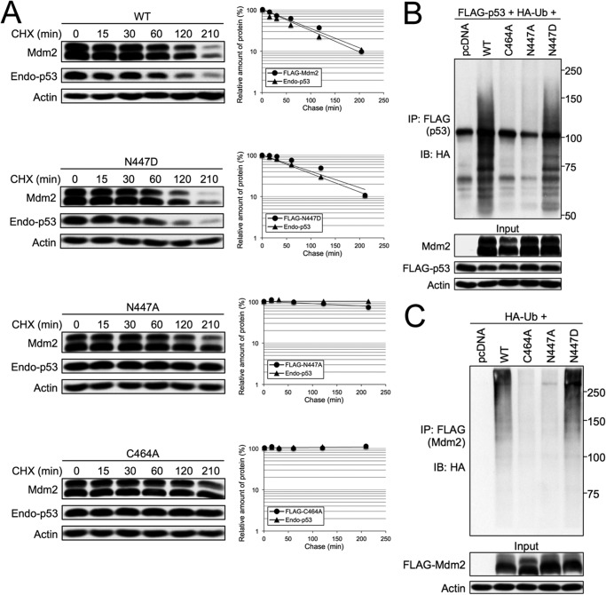 FIGURE 2.
