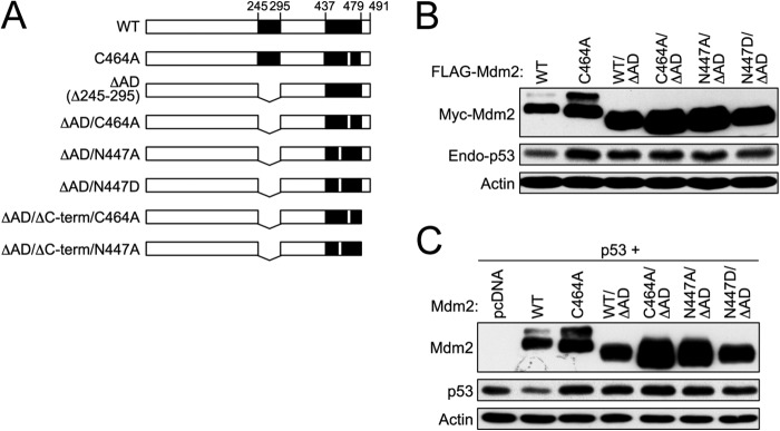 FIGURE 5.