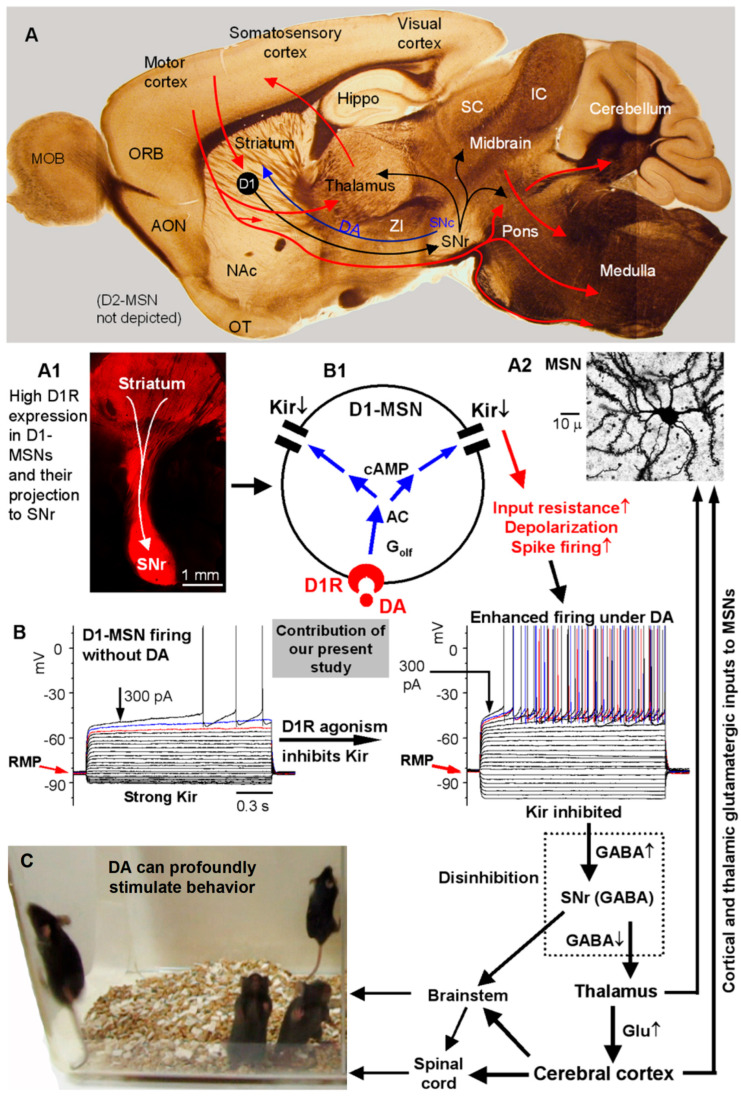 Figure 11