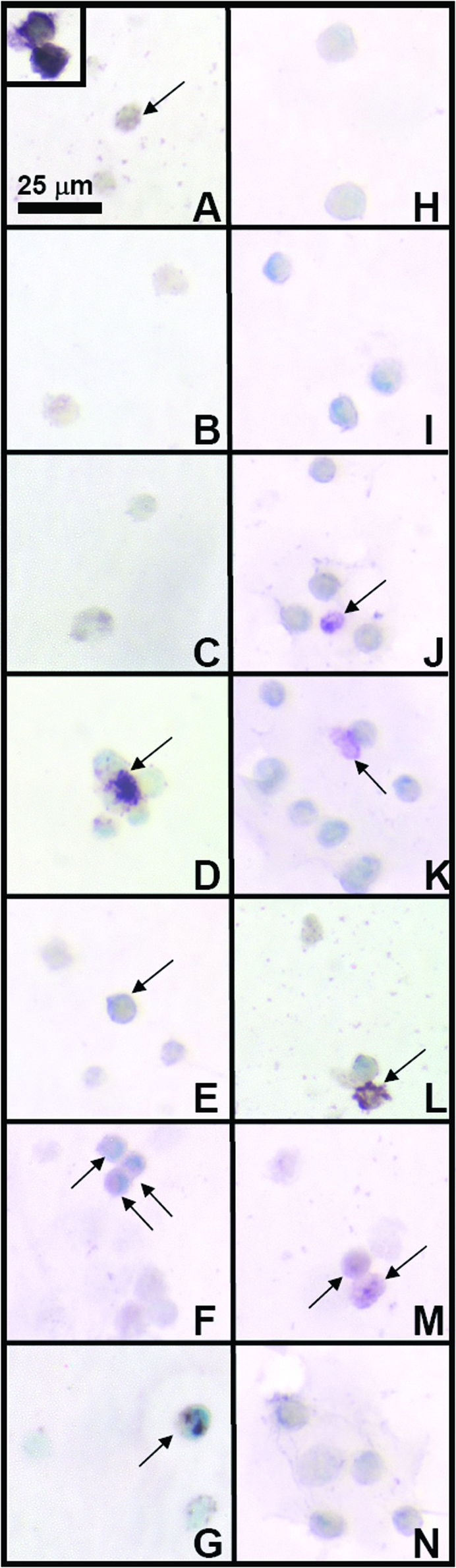 FIG. 5.