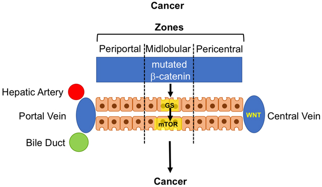 graphic file with name nihms-1565113-f0002.jpg