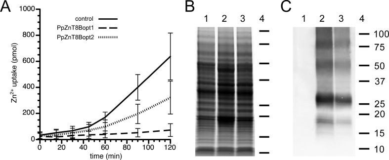 Fig. 2