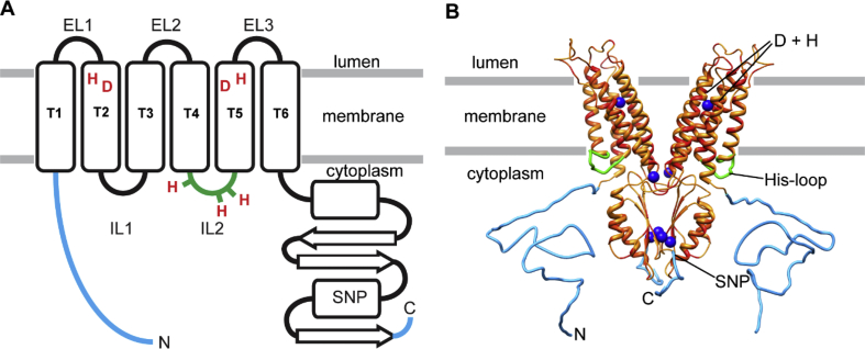 Fig. 1