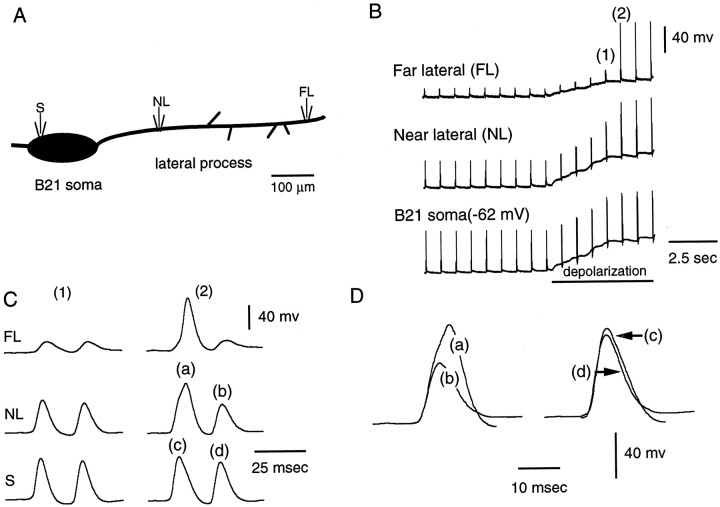 Fig. 3.