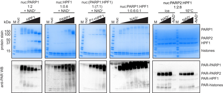 Figure 1—figure supplement 3.