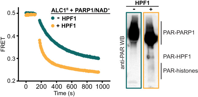 Figure 1—figure supplement 1.