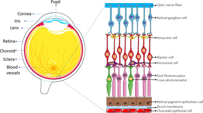 Fig. 1