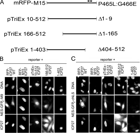 FIGURE 9.