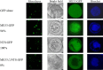 FIG 8