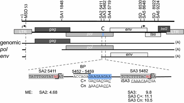 Fig. 1