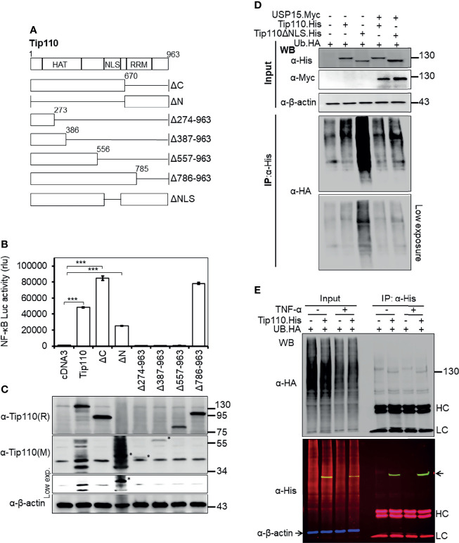 Figure 2