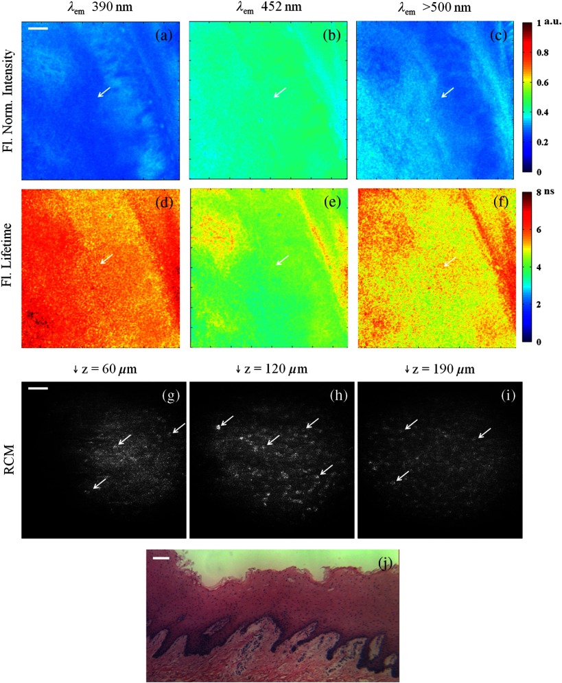 Fig. 4