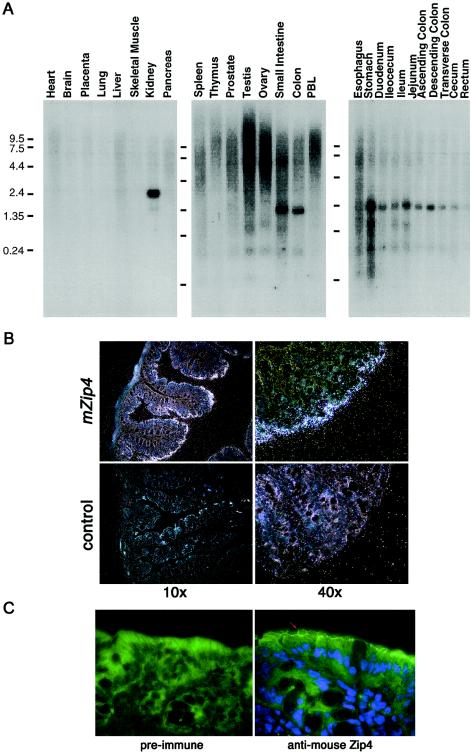 Figure  3