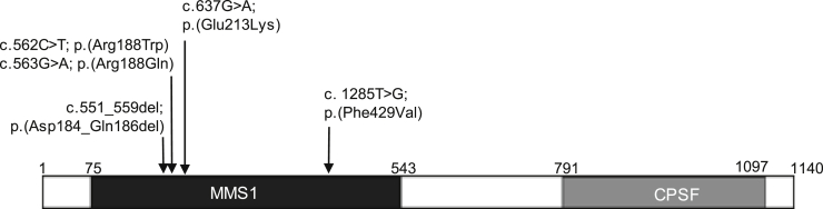 Figure 2