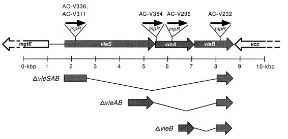 FIG. 1