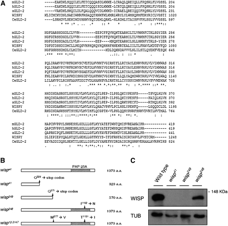 Figure 1.—