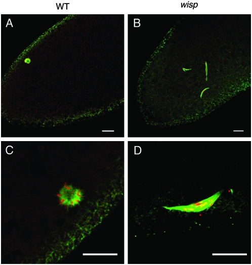 Figure 6.—