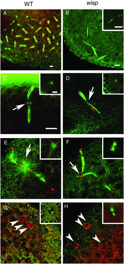 Figure 5.—