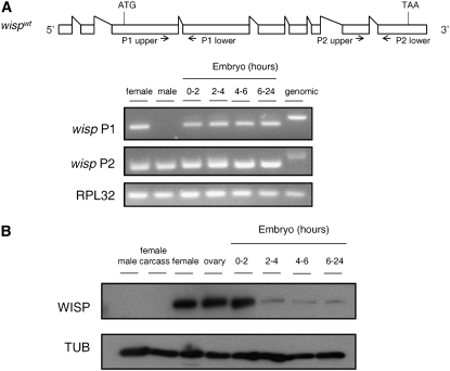 Figure 2.—