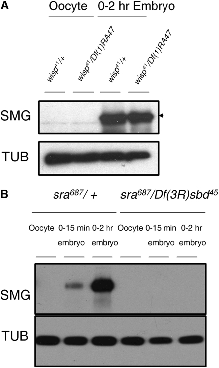 Figure 4.—