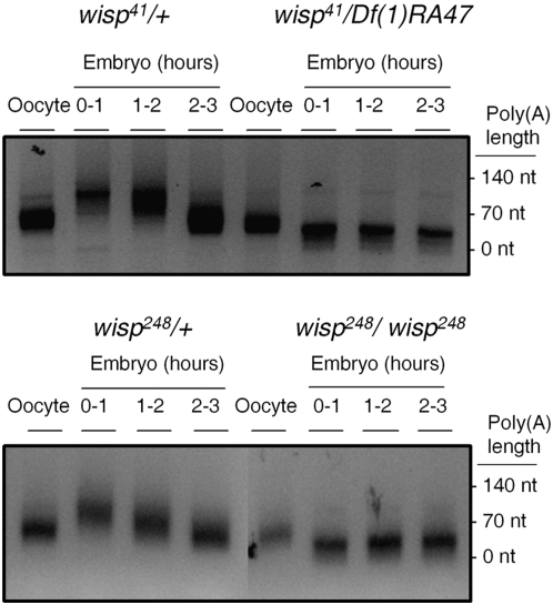 Figure 3.—