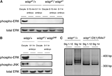 Figure 7.—