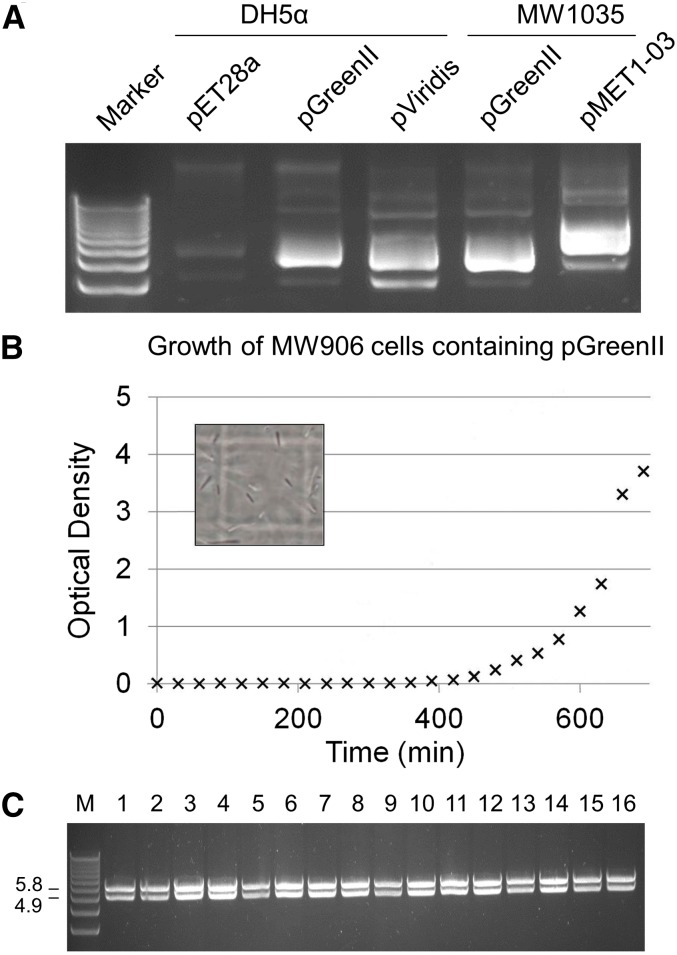 Figure 4