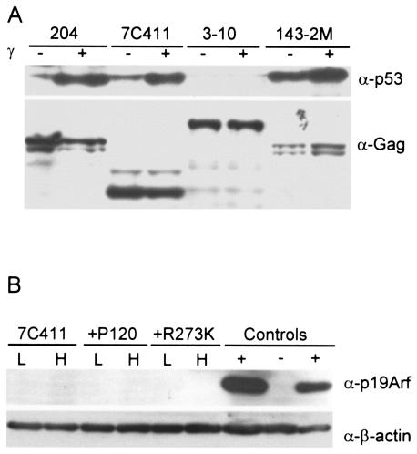 FIG. 5.