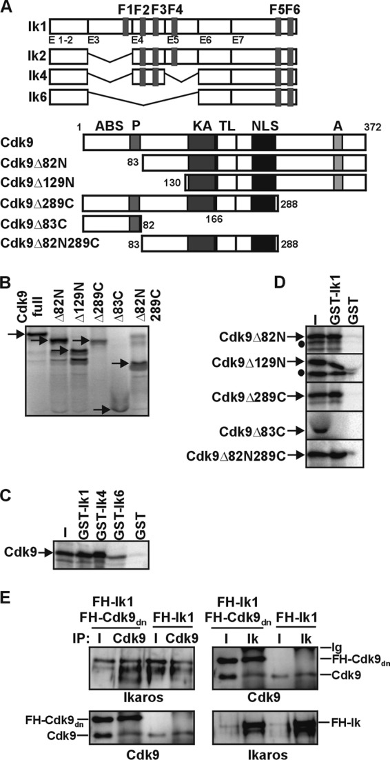 Fig 4