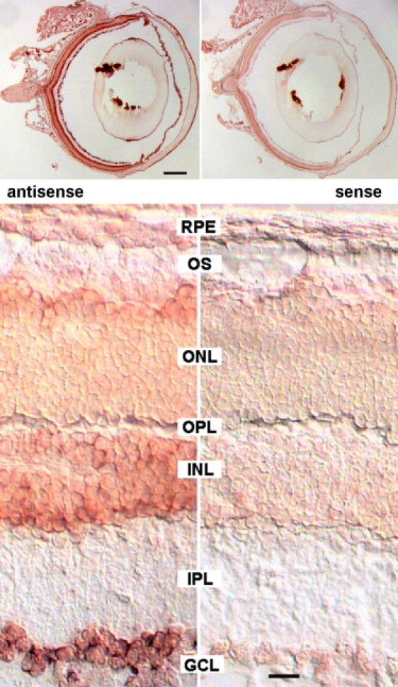 Figure 4