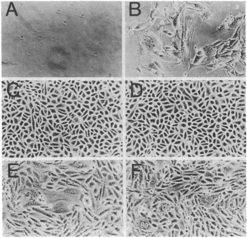 graphic file with name pnas00325-0249-a.jpg