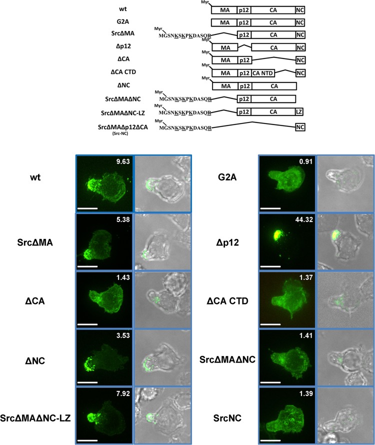 FIG 3