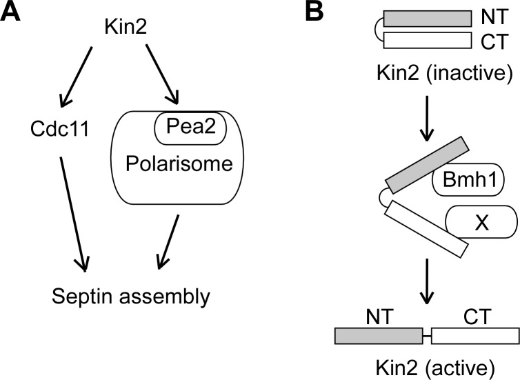 Fig 8