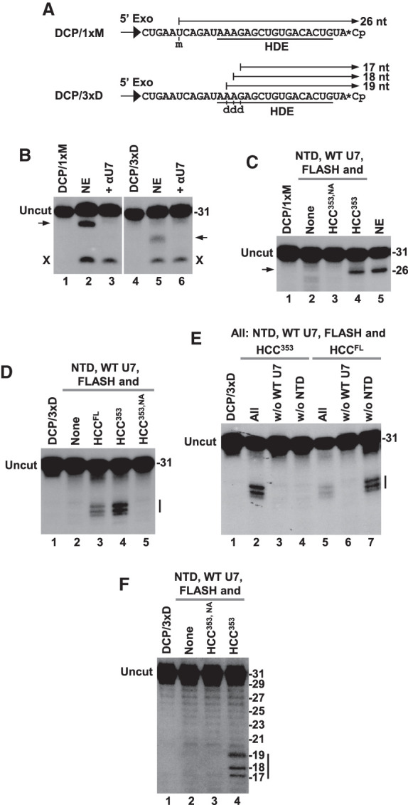 FIGURE 5.