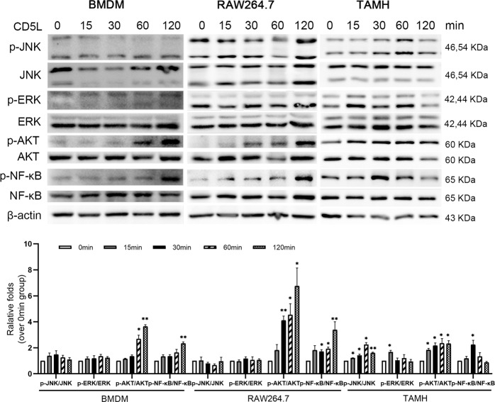 Fig. 3