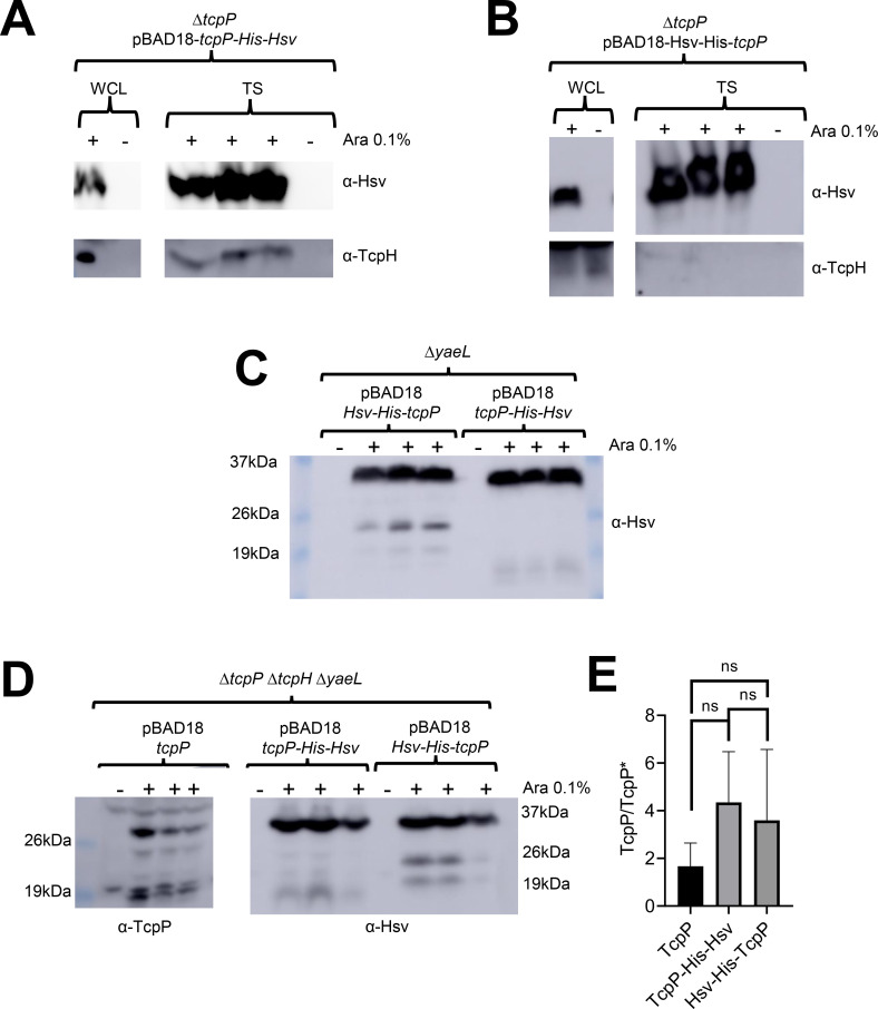 Protein capture using Hsv and TcpP baits, cell lysate, and unbound interacting protein complexes; TcpP protein levels in cells lacking tcpP, tcpH, and yaeL cells; and ratio of full-length TcpP to total TcpP are featured.