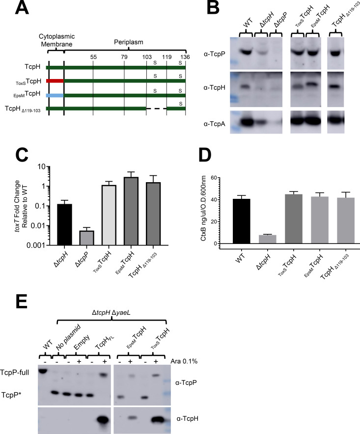 TcpH structure with transmembrane domain, protein levels of WT TcpH protein and variants, average level of toxT gene transcription for TcpH variants, amount of virulence factor CtxB produced, and cellular location of TcpH variants are illustrated.