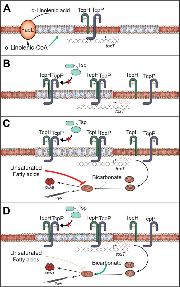 TcpP and TcpH in both membrane regions under virulence, its uptake, remodeling of membrane, increased TcpP and TcpH, and toxT regulation with fatty acids that inhibit ToxT while high bicarbonate activates it are illustrated.