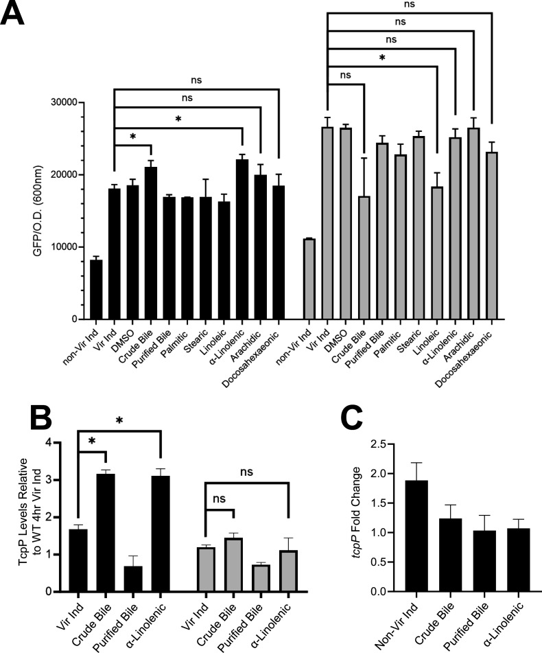 Graphs quantify toxT transcripts, TcpP levels relative to WT 4-hour virulence-inducing conditions, and tcpP fold change relative to relative to WT 4-hour virulence-inducing conditions in WT and EpsMTcpH strains.