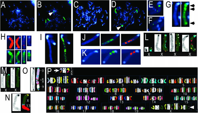 Figure 4.—