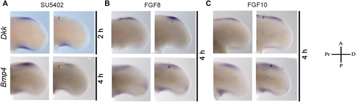 FIGURE 4