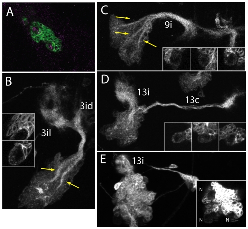 Fig. 7.