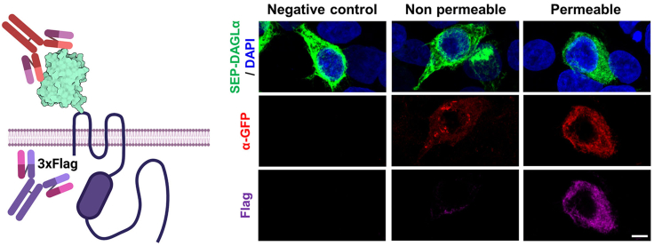 Figure 5