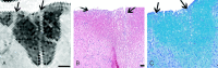 F<sc>ig</sc> 4.