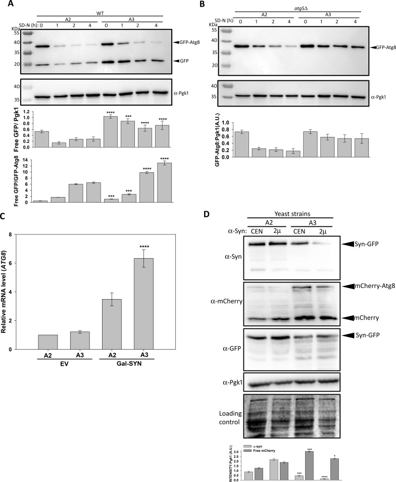 Fig 6