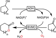 Scheme 6