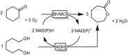 Scheme 14