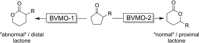 Scheme 9