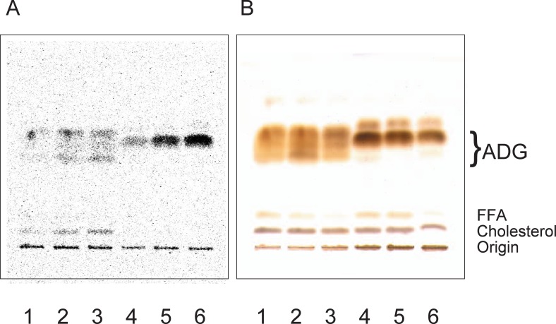 Fig. 11.